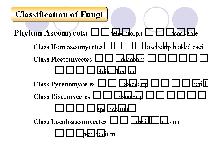 Classification of Fungi Phylum Ascomycota ���� teleomorph ����� ascospore Class Hemiascomycetes���� ascocarp, naked asci