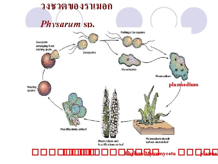 วงชวตของราเมอก Physarum sp. plasmodium ������� Phylum Myxomycota ����� plasmod 