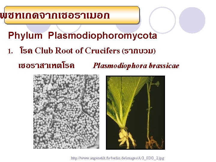 พชทเกดจากเชอราเมอก Phylum Plasmodiophoromycota 1. โรค Club Root of Crucifers (รากบวม) เชอราสาเหตโรค Plasmodiophora brassicae http: