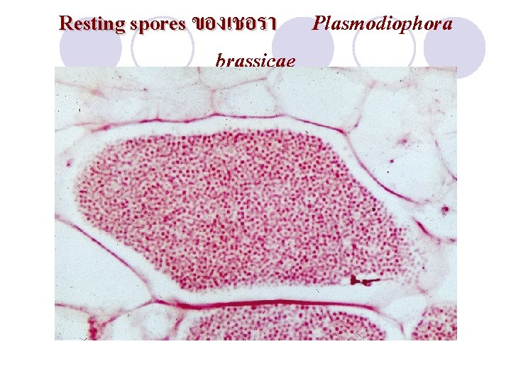 Resting spores ของเชอรา Plasmodiophora brassicae 