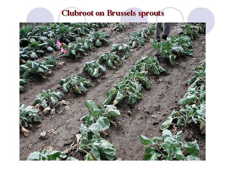 Clubroot on Brussels sprouts 