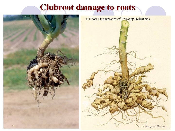 Clubroot damage to roots 