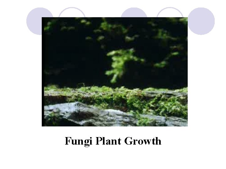 Fungi Plant Growth 