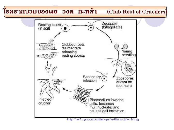 โรครากบวมของพช วงศ กะหลำ (Club Root of Crucifers) http: //res 2. agr. ca/stjean/images/bulltech/clubrt 2 e.