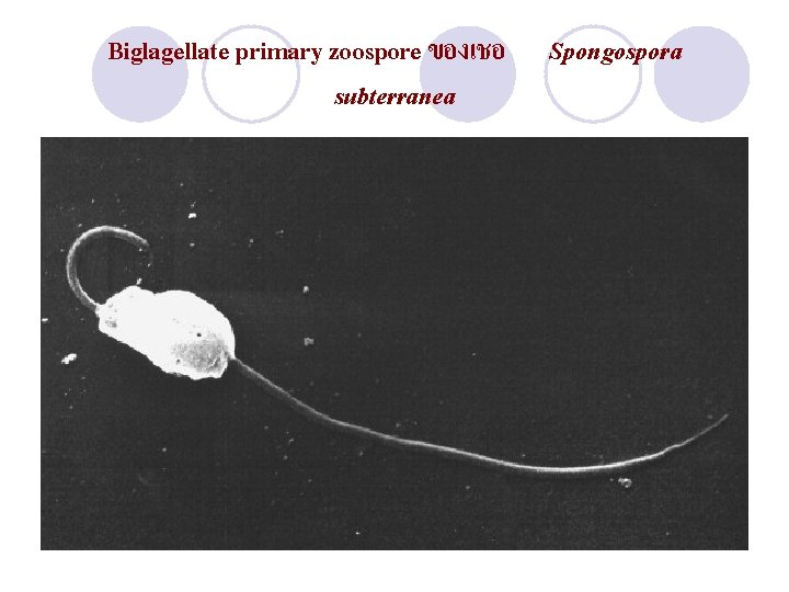 Biglagellate primary zoospore ของเชอ Spongospora subterranea 