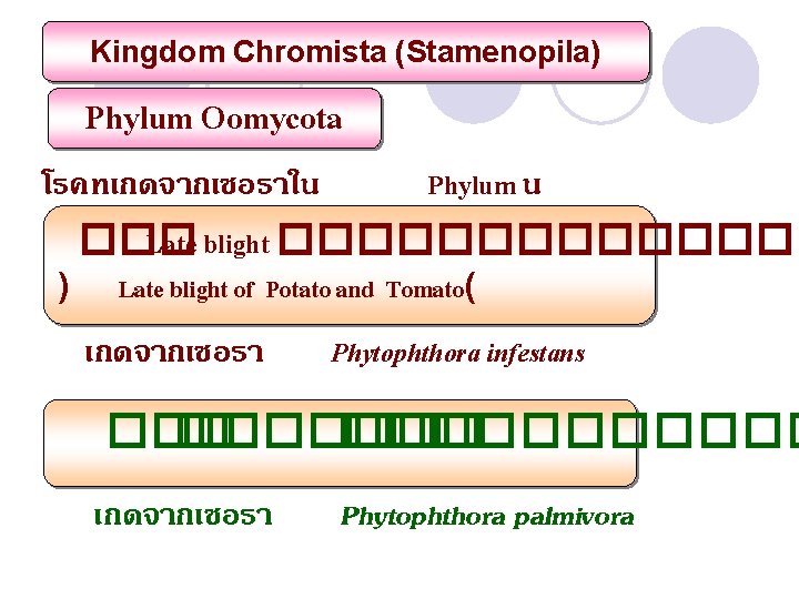 Kingdom Chromista (Stamenopila) Phylum Oomycota โรคทเกดจากเชอราใน Phylum น คอ ��� Late blight ������� )