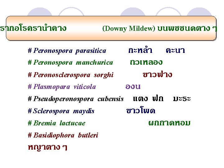 รากอโรครานำคาง (Downy Mildew) บนพชชนดตางๆ # Peronospora parasitica กะหลำ คะนา # Peronospora manchurica ถวเหลอง #