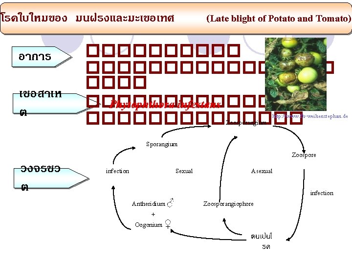  (Late blight of Potato and Tomato) โรคใบใหมของ มนฝรงและมะเขอเทศ อาการ เชอสาเห ต �������� ��������