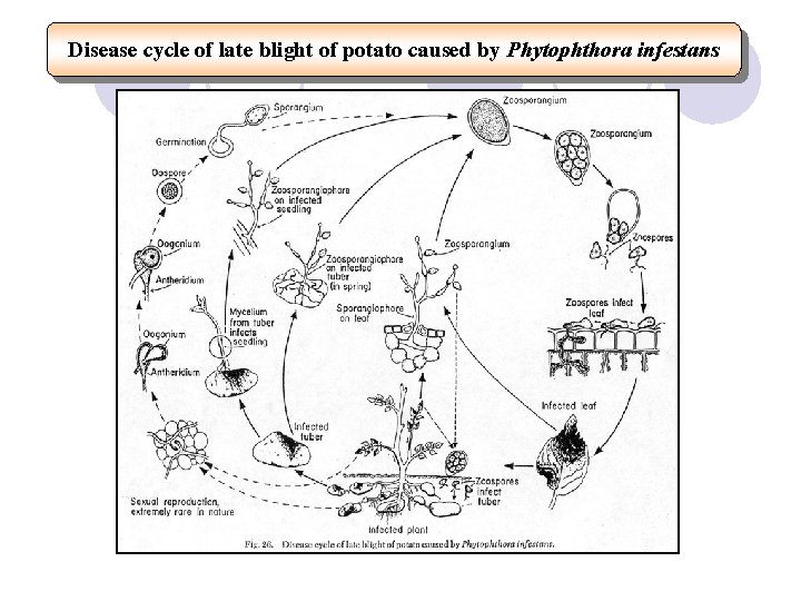 Disease cycle of late blight of potato caused by Phytophthora infestans 