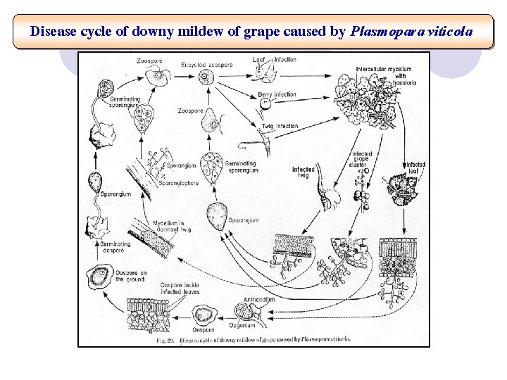 Disease cycle of downy mildew of grape caused by Plasmopara viticola 