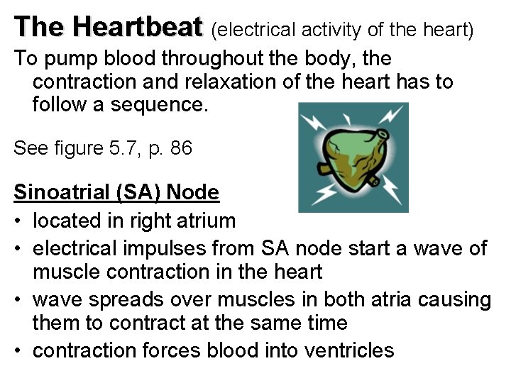 The Heartbeat (electrical activity of the heart) To pump blood throughout the body, the