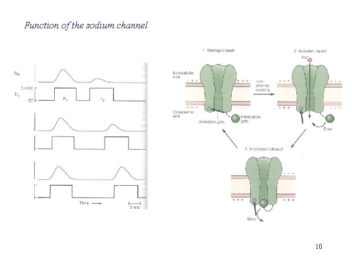 Function of the sodium channel 10 