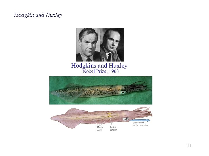 Hodgkin and Huxley 11 