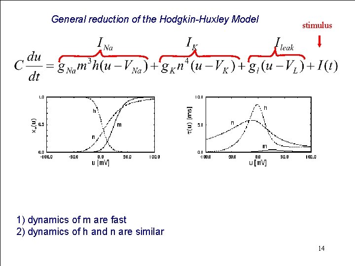 General reduction of the Hodgkin-Huxley Model stimulus 1) dynamics of m are fast 2)