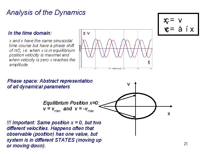 Analysis of the Dynamics In the time domain: xv x and v have the