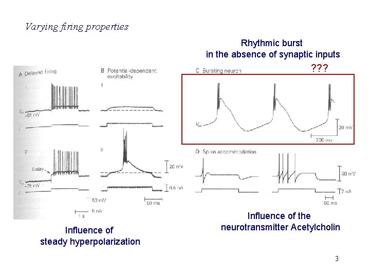 Varying firing properties Rhythmic burst in the absence of synaptic inputs ? ? ?