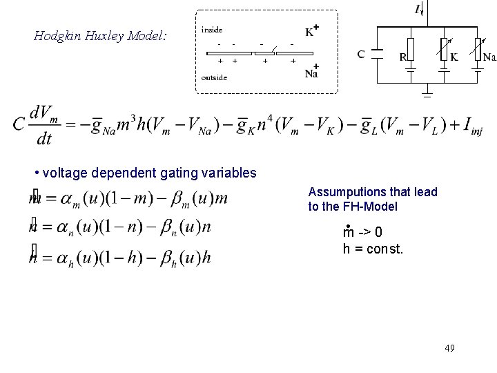 Hodgkin Huxley Model: • voltage dependent gating variables Assumputions that lead to the FH-Model