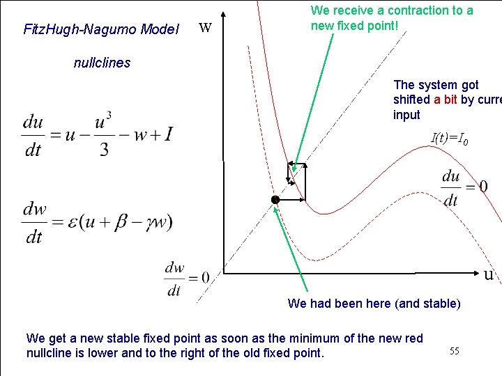 Fitz. Hugh-Nagumo Model w We receive a contraction to a new fixed point! nullclines