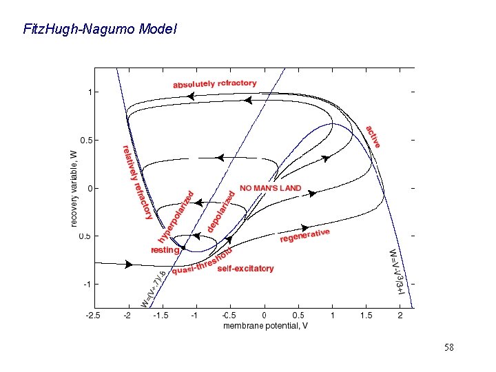 Fitz. Hugh-Nagumo Model 58 