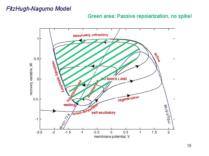 Fitz. Hugh-Nagumo Model Green area: Passive repolarization, no spike! 59 