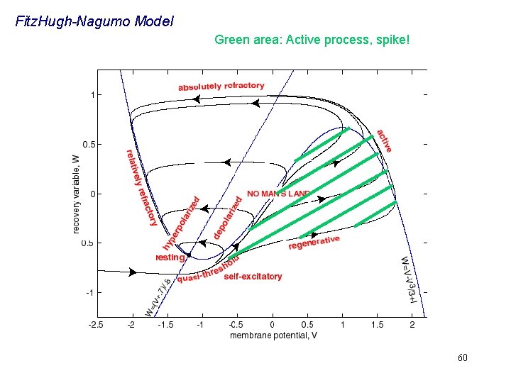 Fitz. Hugh-Nagumo Model Green area: Active process, spike! 60 