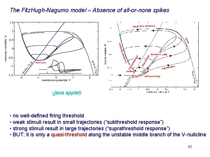 The Fitz. Hugh-Nagumo model – Absence of all-or-none spikes (java applet) • no well-defined