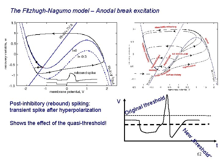 The Fitzhugh-Nagumo model – Anodal break excitation Post-inhibitory (rebound) spiking: transient spike after hyperpolarization