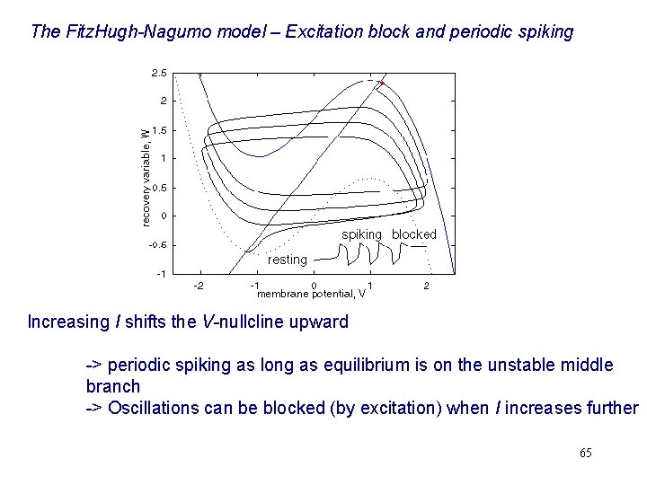 The Fitz. Hugh-Nagumo model – Excitation block and periodic spiking Increasing I shifts the