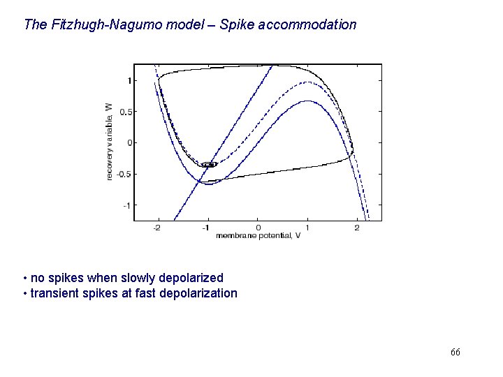 The Fitzhugh-Nagumo model – Spike accommodation • no spikes when slowly depolarized • transient