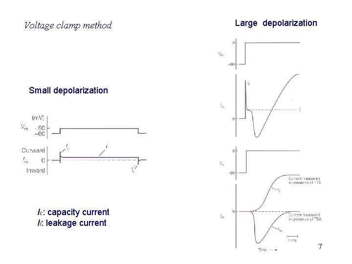 Voltage clamp method Large depolarization Small depolarization Ic: capacity current Il: leakage current 7