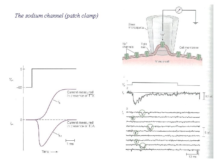 The sodium channel (patch clamp) 8 