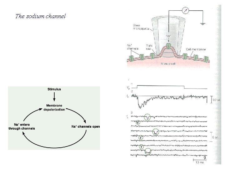 The sodium channel 9 