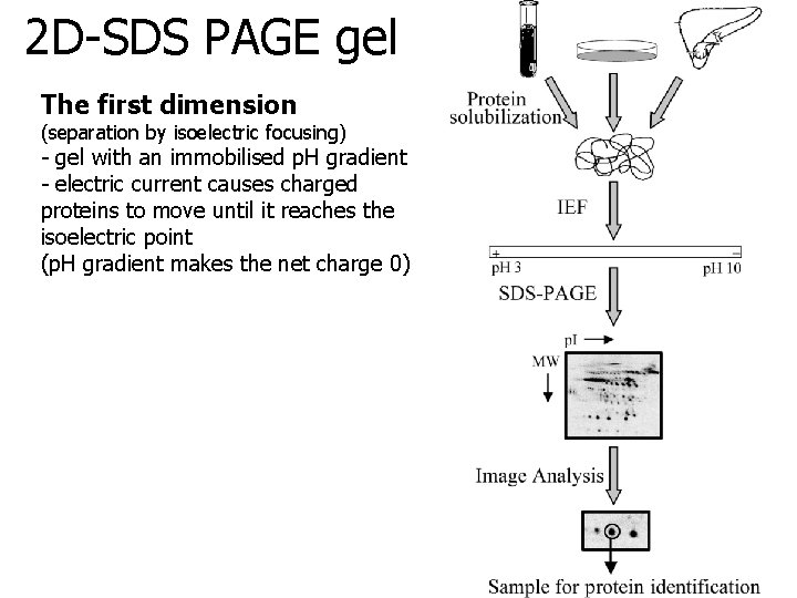 2 D-SDS PAGE gel The first dimension (separation by isoelectric focusing) - gel with