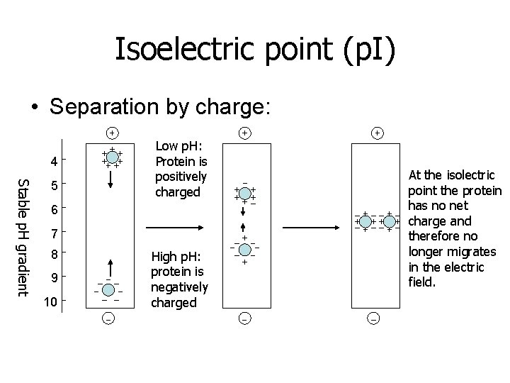 Isoelectric point (p. I) • Separation by charge: 4 Stable p. H gradient 5