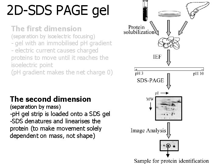 2 D-SDS PAGE gel The first dimension (separation by isoelectric focusing) - gel with