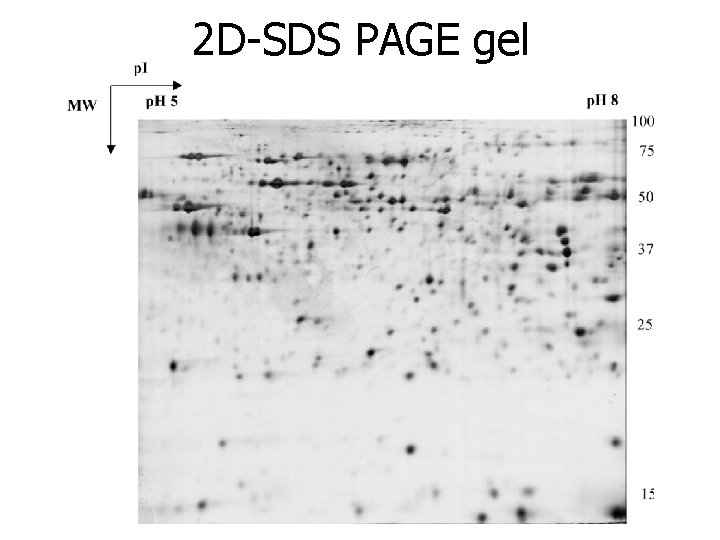 2 D-SDS PAGE gel 