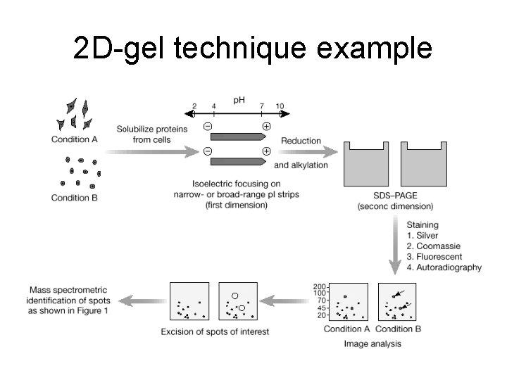 2 D-gel technique example 