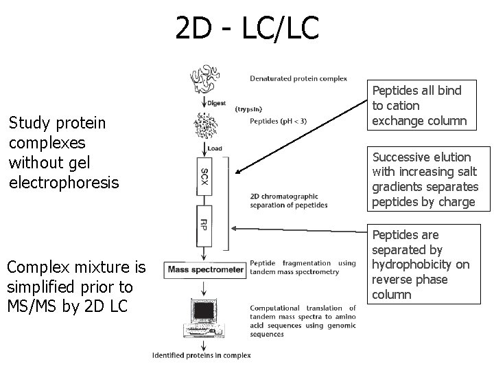 2 D - LC/LC Study protein complexes without gel electrophoresis Complex mixture is simplified