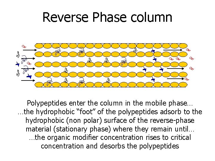 Reverse Phase column Polypeptides enter the column in the mobile phase… …the hydrophobic “foot”