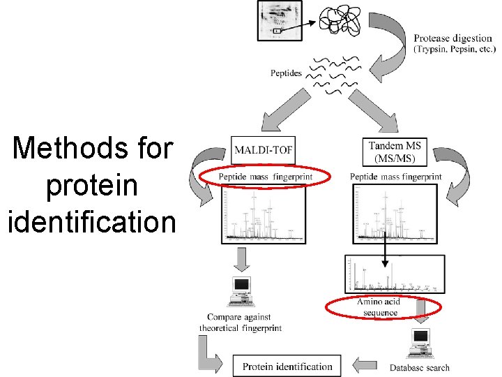 Methods for protein identification 