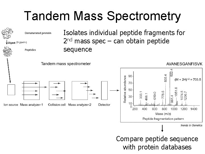 Tandem Mass Spectrometry (trypsin) Isolates individual peptide fragments for 2 nd mass spec –