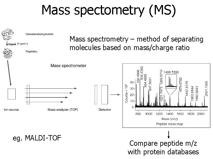 Mass spectometry (MS) (trypsin) eg. MALDI-TOF Mass spectrometry – method of separating molecules based