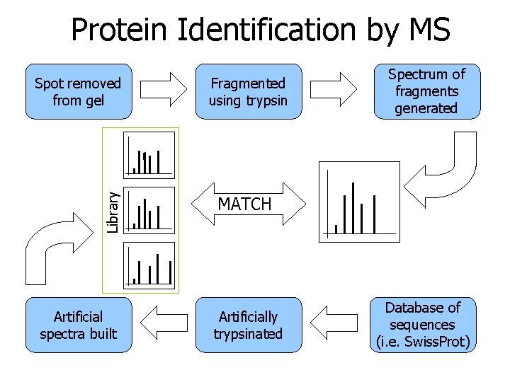 Protein Identification by MS Library Spot removed from gel Artificial spectra built Fragmented using