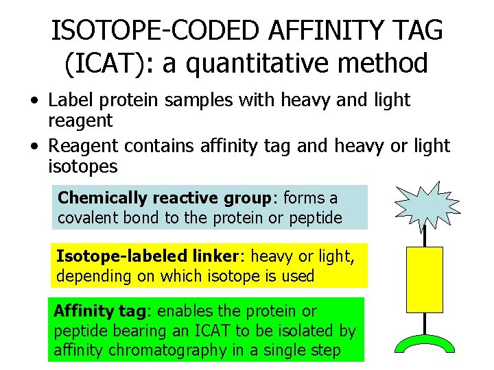 ISOTOPE-CODED AFFINITY TAG (ICAT): a quantitative method • Label protein samples with heavy and