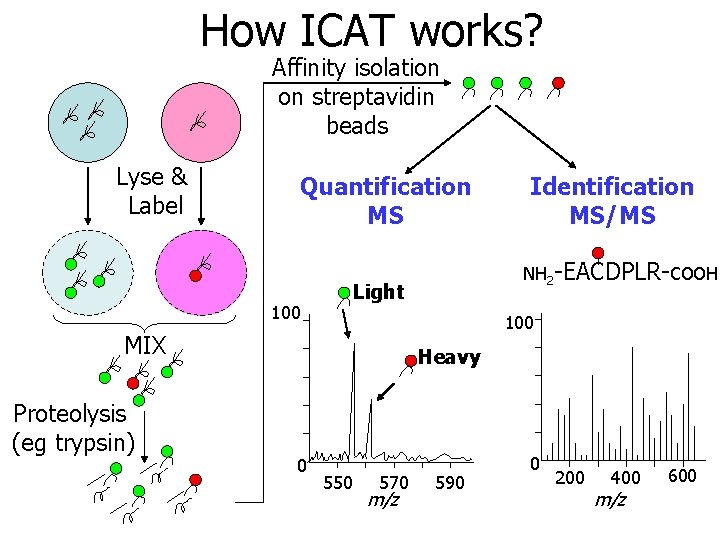How ICAT works? Affinity isolation on streptavidin beads Lyse & Label Quantification MS 100
