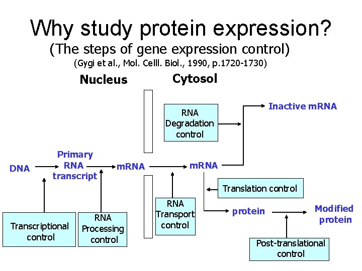 Why study protein expression? (The steps of gene expression control) (Gygi et al. ,