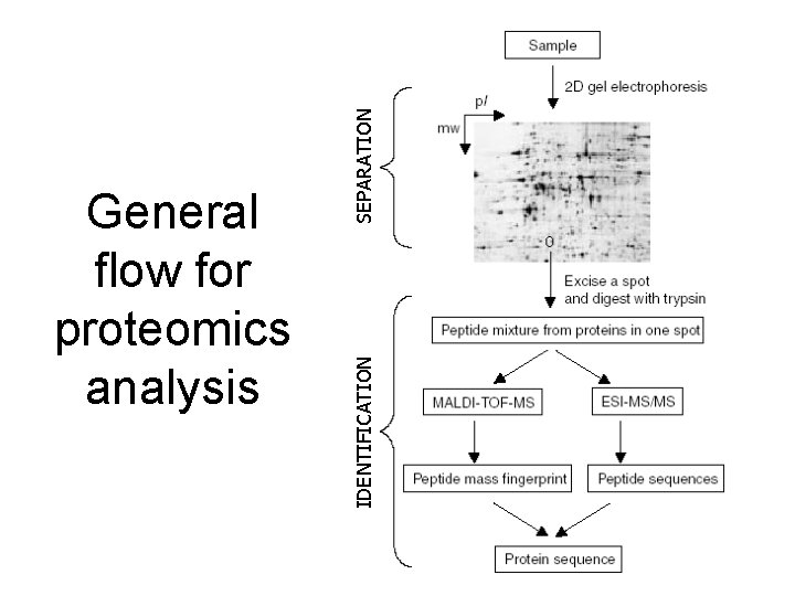 SEPARATION IDENTIFICATION General flow for proteomics analysis 