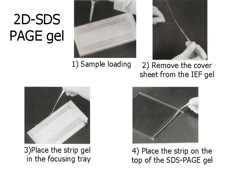 2 D-SDS PAGE gel 1) Sample loading 3)Place the strip gel in the focusing