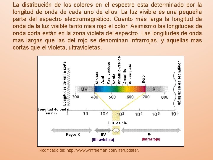 La distribución de los colores en el espectro esta determinado por la longitud de