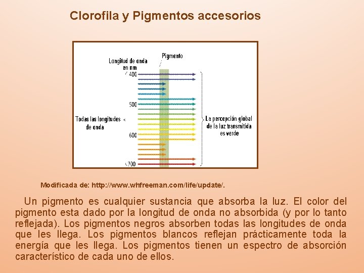 Clorofila y Pigmentos accesorios Modificada de: http: //www. whfreeman. com/life/update/. Un pigmento es cualquier
